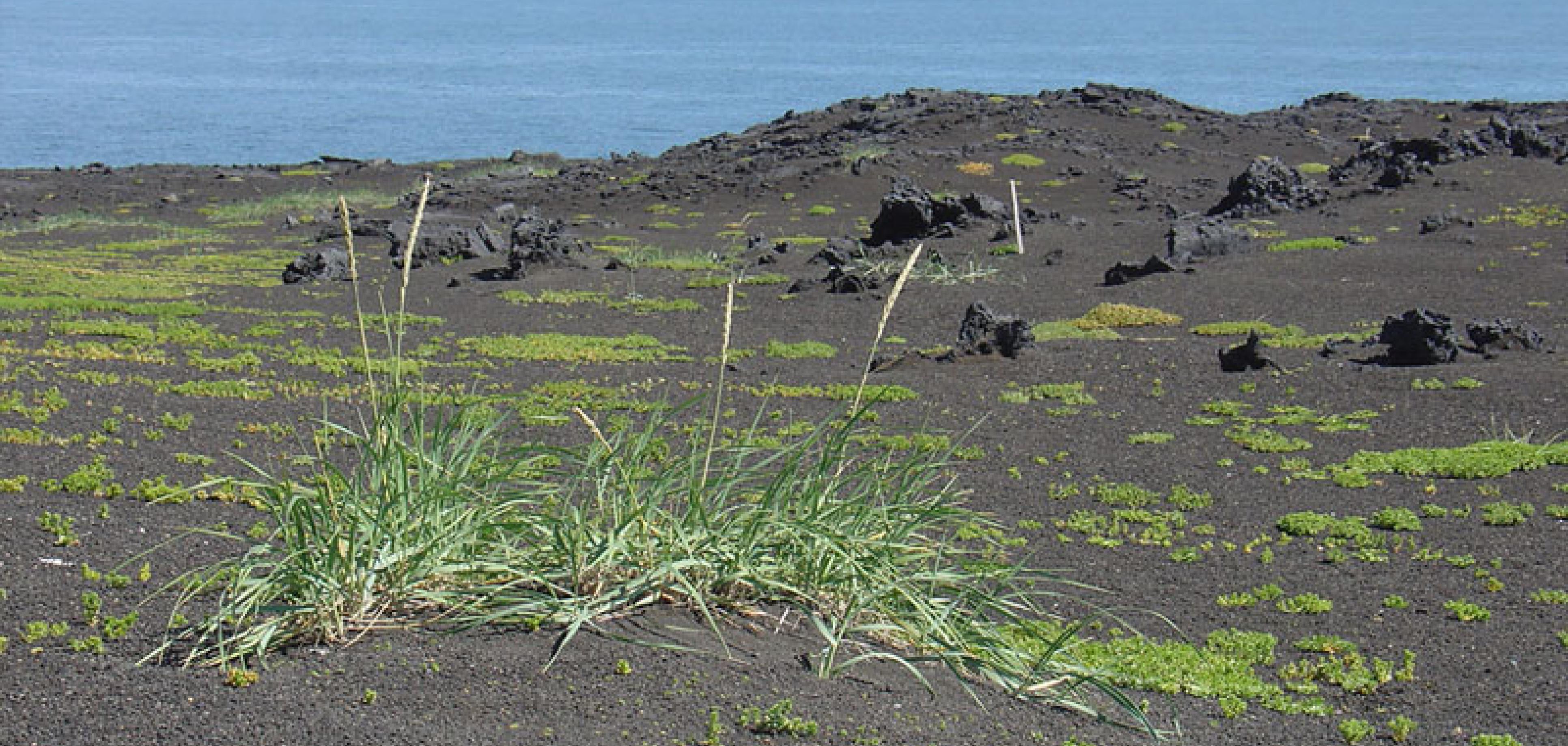 Framvinda gróðurs og þróun vistkerfis í Surtsey | Náttúrufræðistofnun