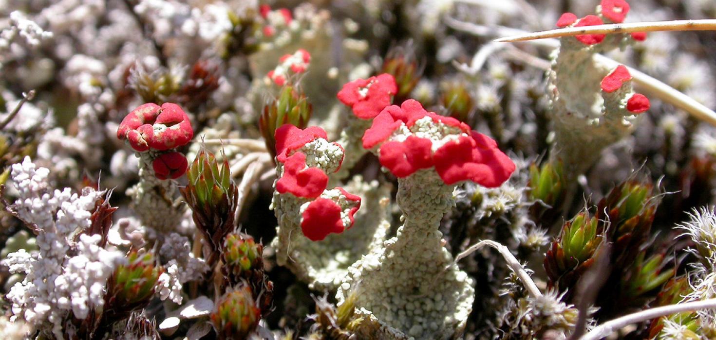 Fléttan skarlatbikar (Cladonia borealis) finnst um allt land