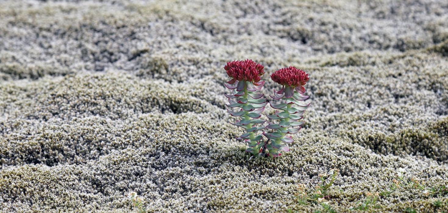 Burnirót (Rhodiola rosea) í gamburmosabreiðu