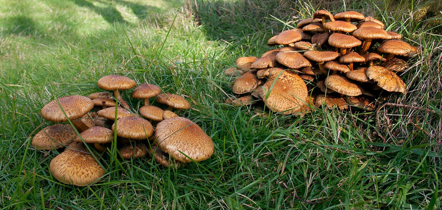 Ígulskrífa (Pholiota squarrosa)