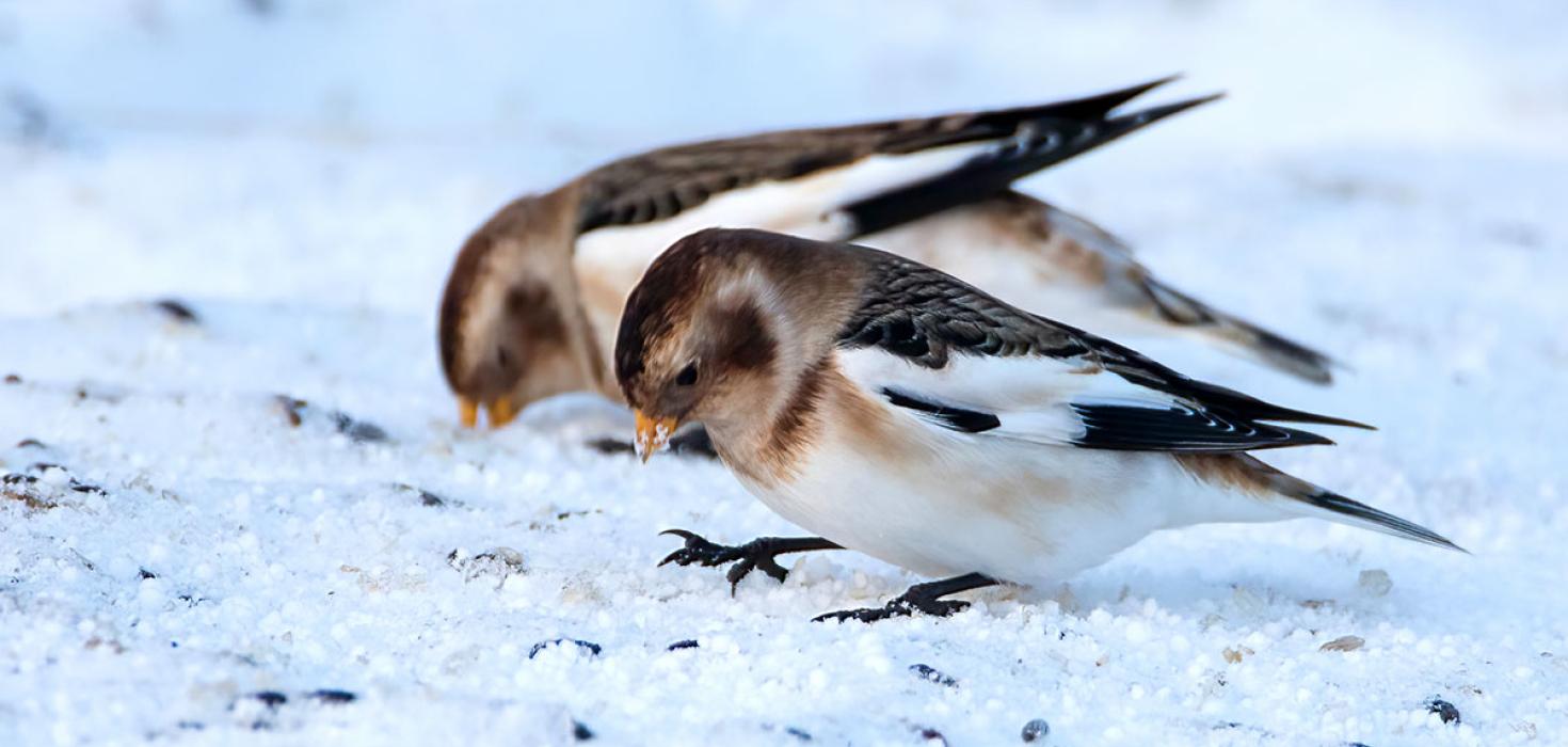 Snjótittlingur (Plectrophenax nivalis)