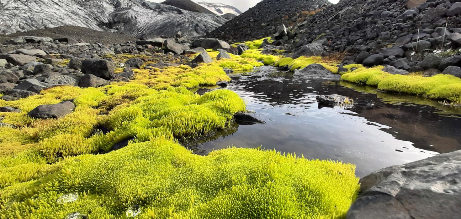 Dýjamosi og Kverkjökull