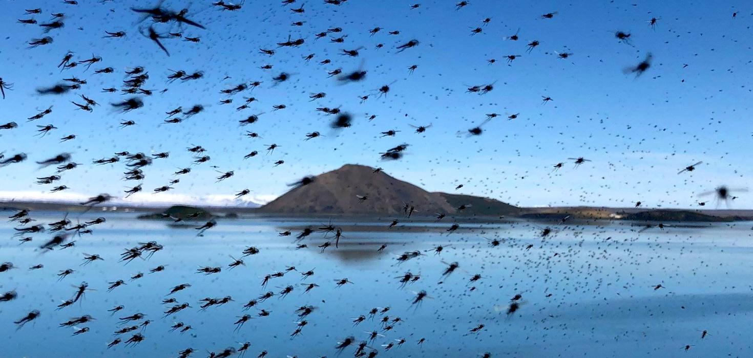 Toppmý við Mývatn