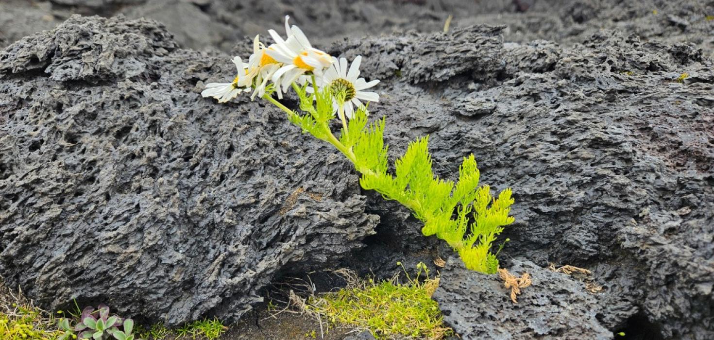 Baldursbrá hefur numið land í hraunbreiðu á Surtsy.