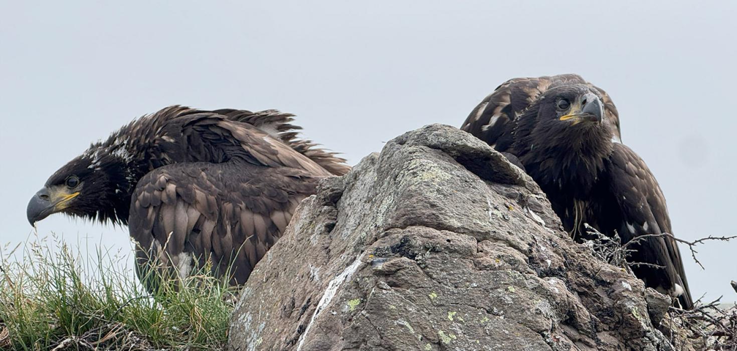 Arnarungar sem komust á legg sumarið 2025.