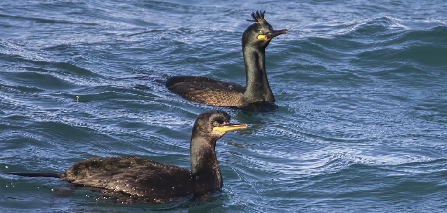 Dílaskarfur og toppskarfur á sundi í Hafnarfjarðarhöfn