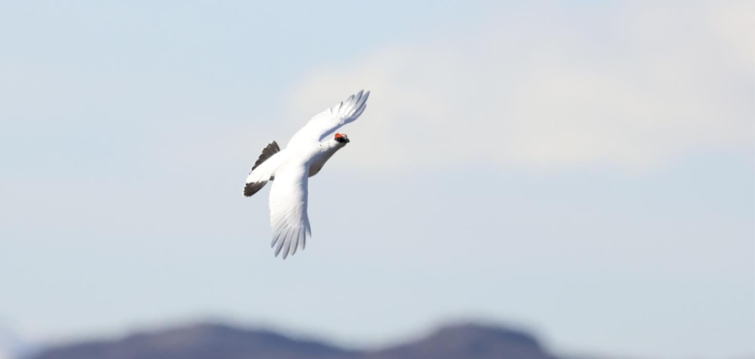 Rjúpukarri á flugi