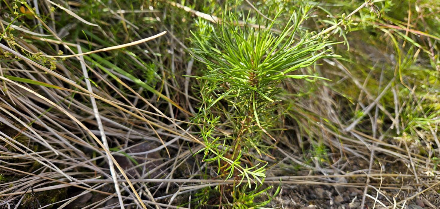 Sjálfsáð stafafura í Hörgárdal