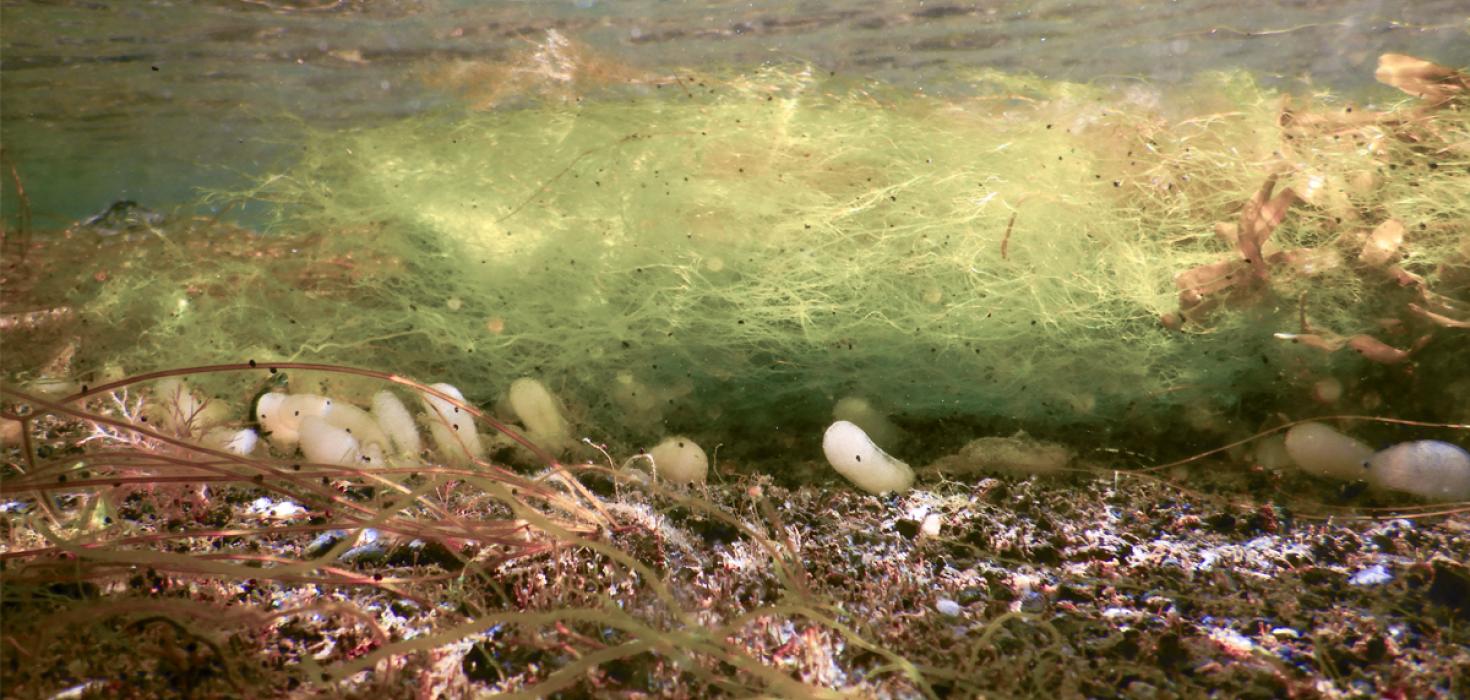 Mynd sem sýnir svartserk, sem er sjávarsnigill sem telst til framandi tegunda í hafinu við Ísland