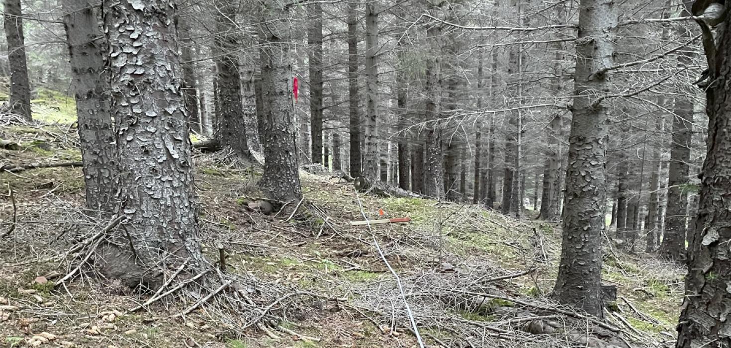 Úr sitkagreniskógi í Skorradal.