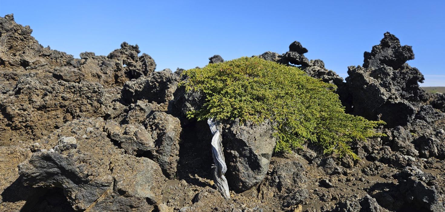 Einirunni við Mývatn