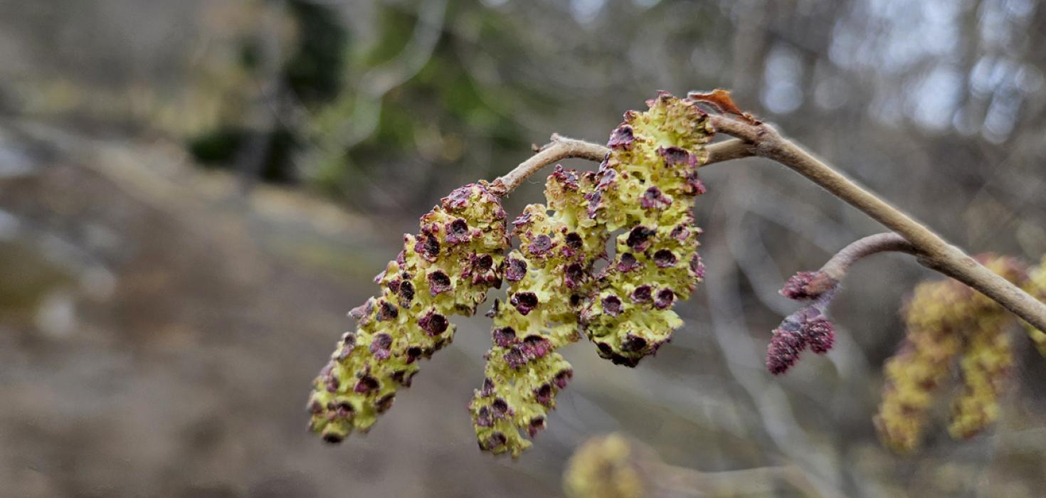 Karlreklar elris sjá um að losa frjókorn þegar tréð er í blóma. 