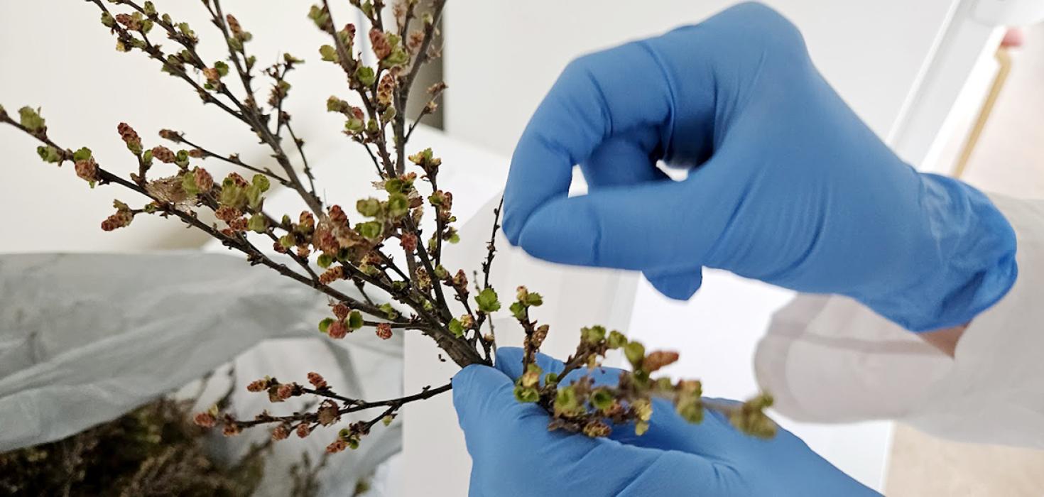 Myndin sýnir söfnun frjókorna fjalldrapa, Betula nana