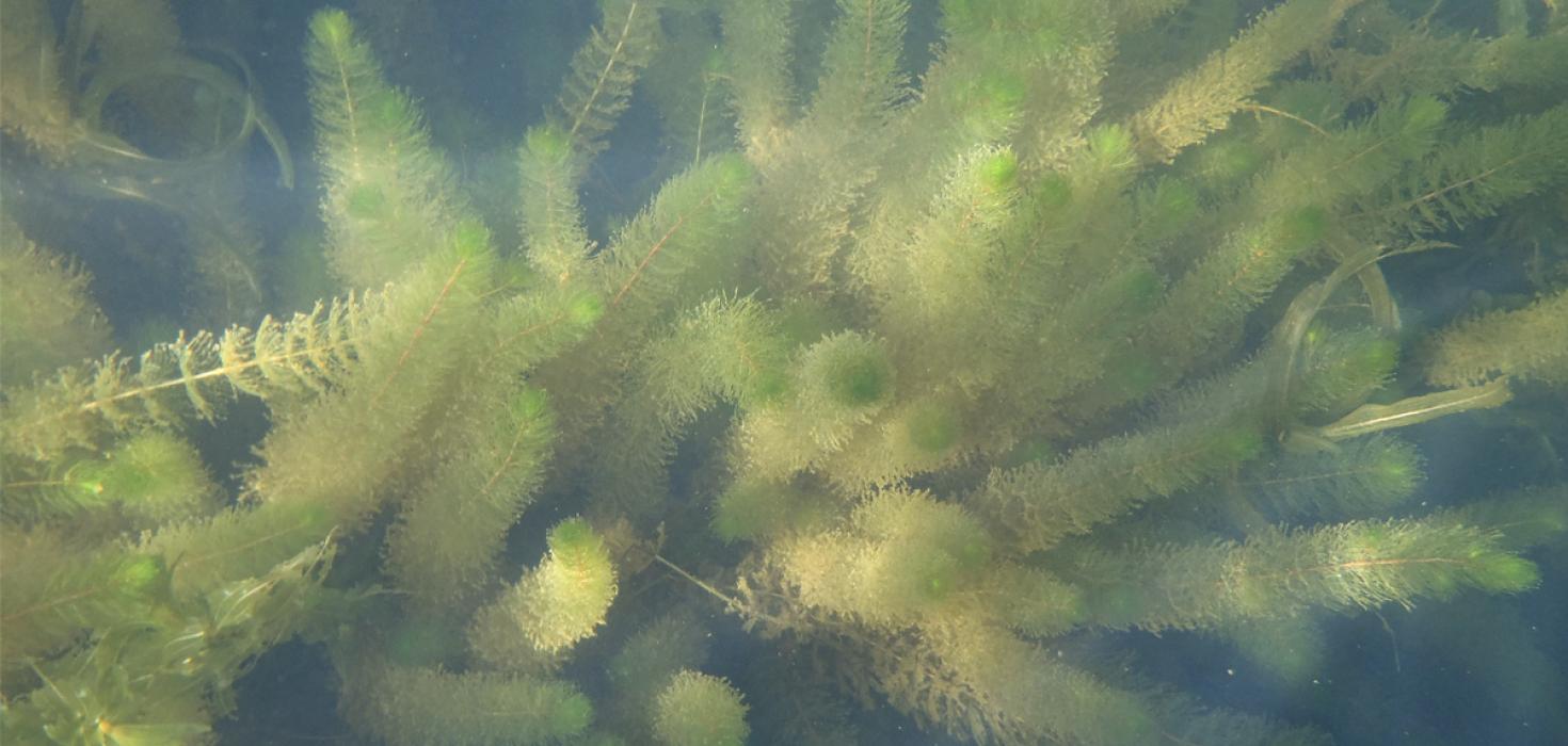 Mynd sem sýnir vatnaplöntuna síkjamara (Myriophyllum alterniflorum)