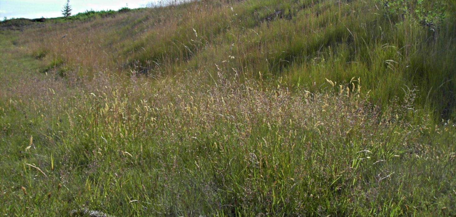 Gras í ágúst