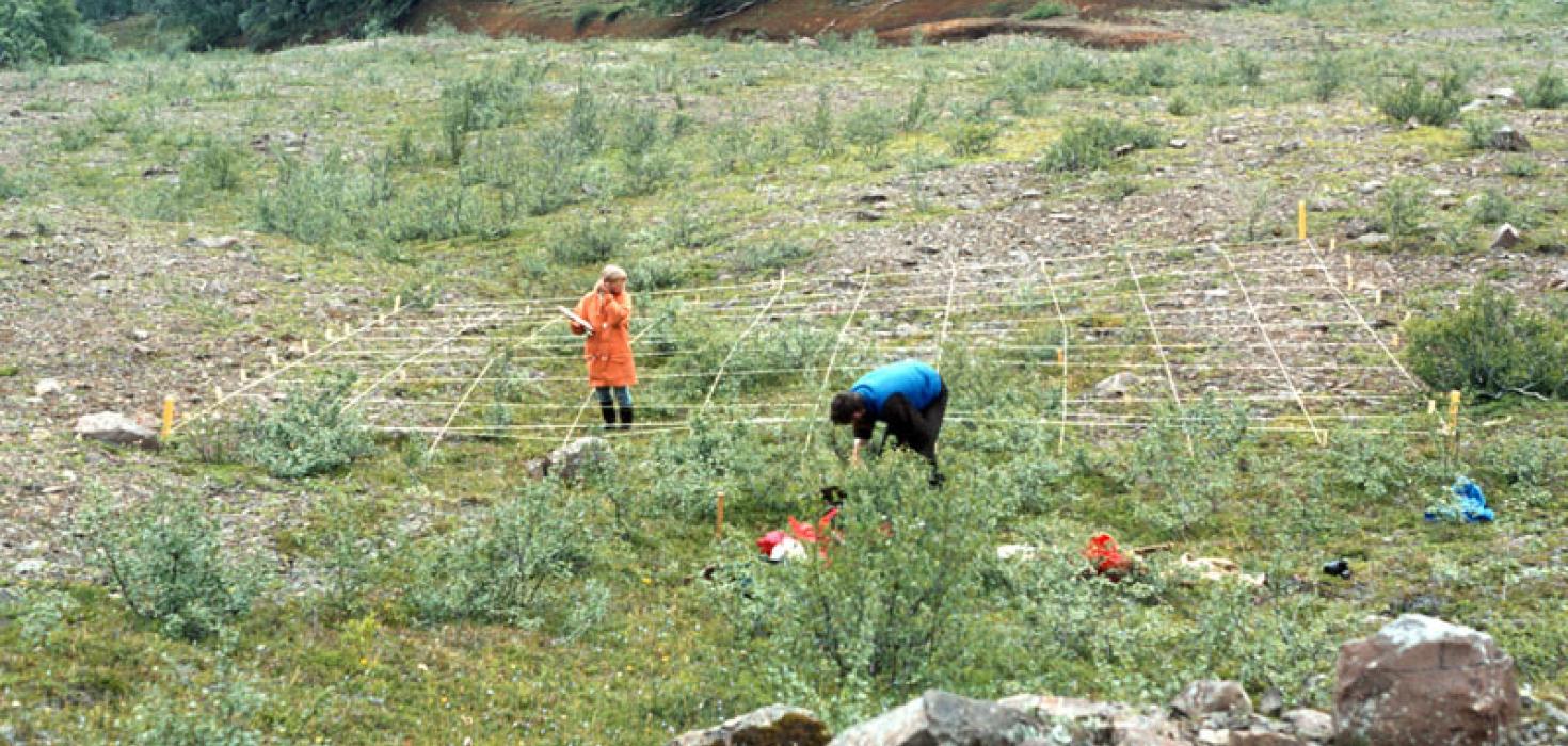 Gróður mældur í reit ofan við Bæjarstaðarskóg í júlí 1980