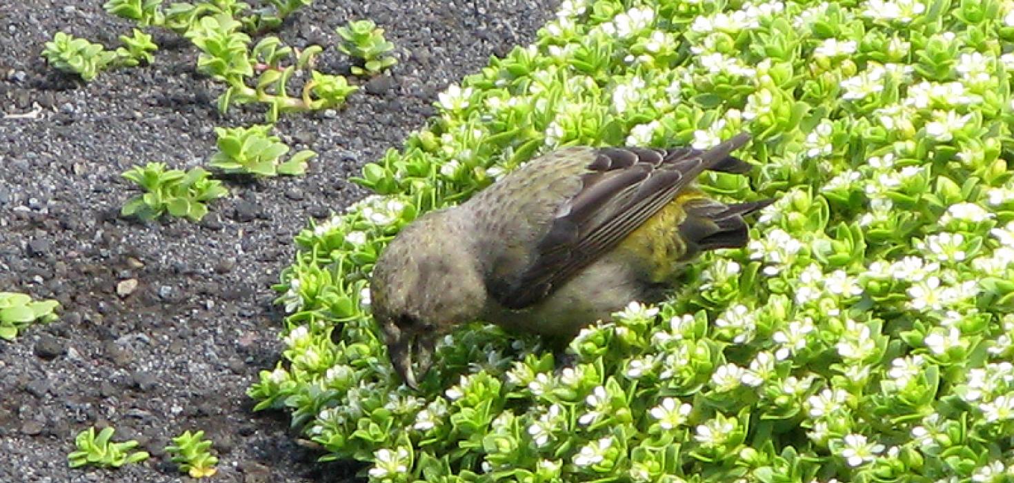 Krossnefur, fáséður gestur í Surtsey