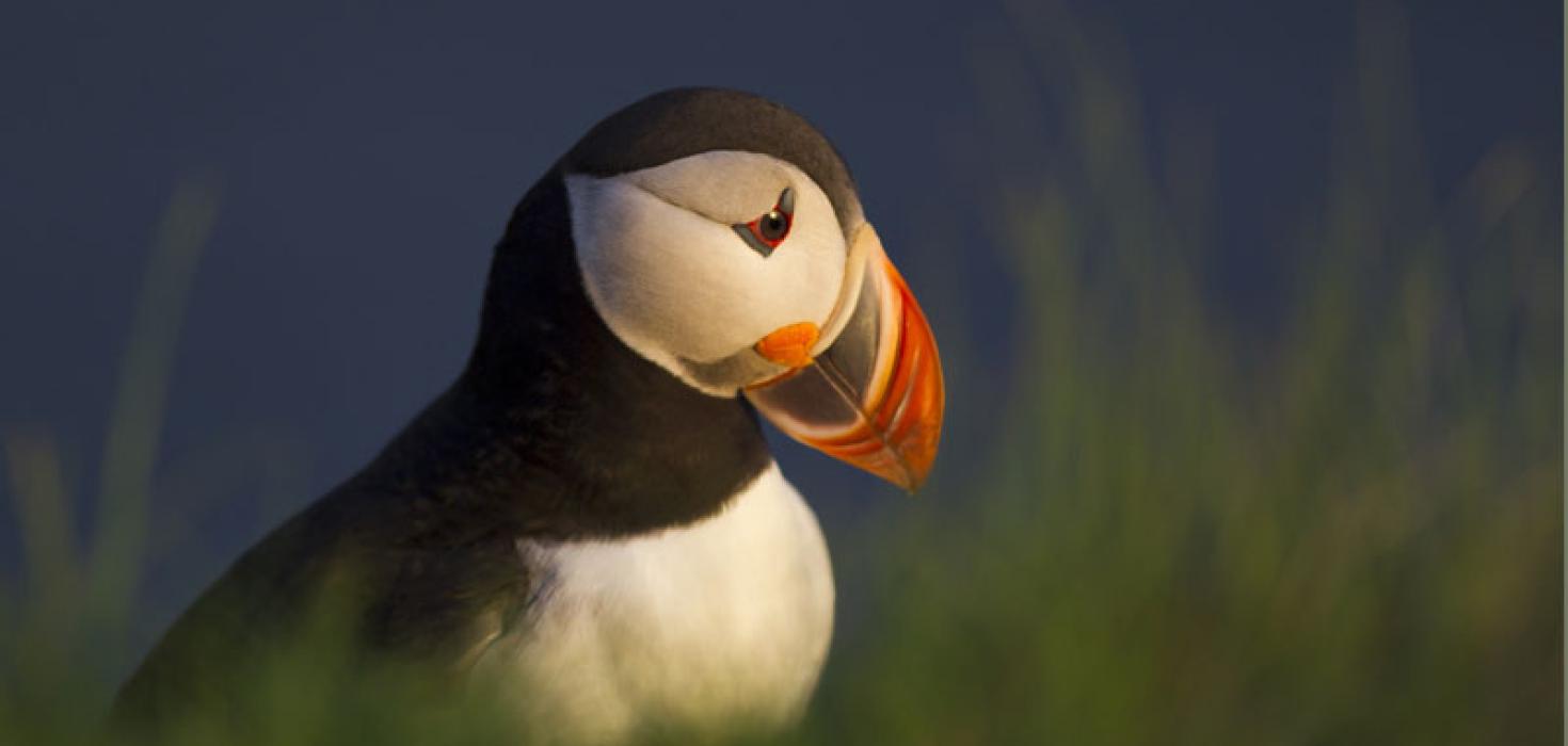 Lundi er algengasta fuglategundin á Íslandi