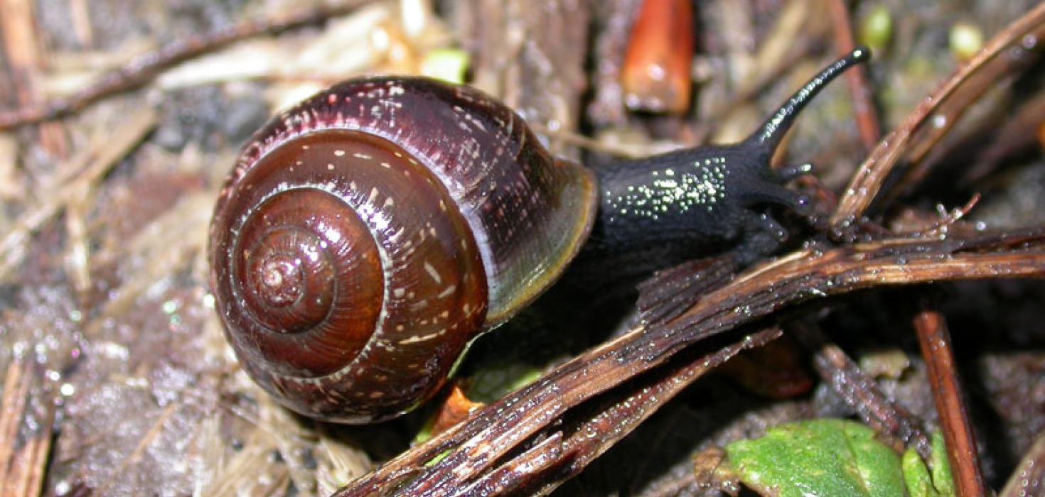 Lyngbobbi - Arianta arbustorum