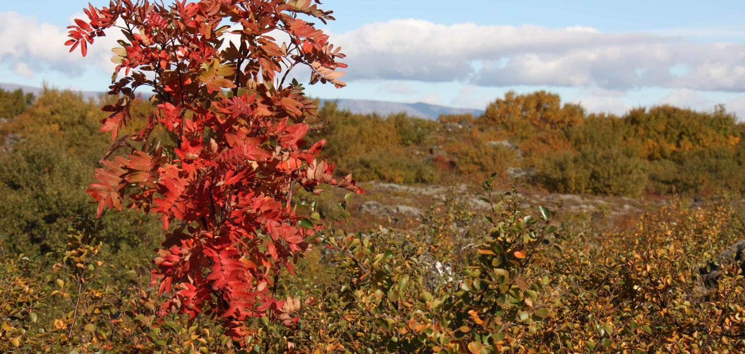Ilmreynir (Sorbus acuparia) skrýðist haustlitum. Búrfellshraun í Garðabæ.