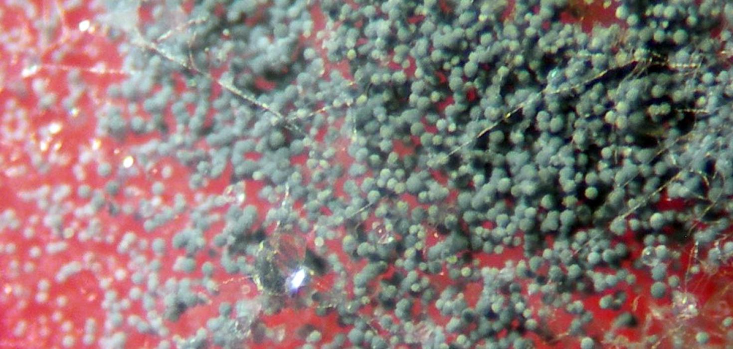 Súlufrugga, Aspergillus fumigatus, á bleiku einangrunaræti