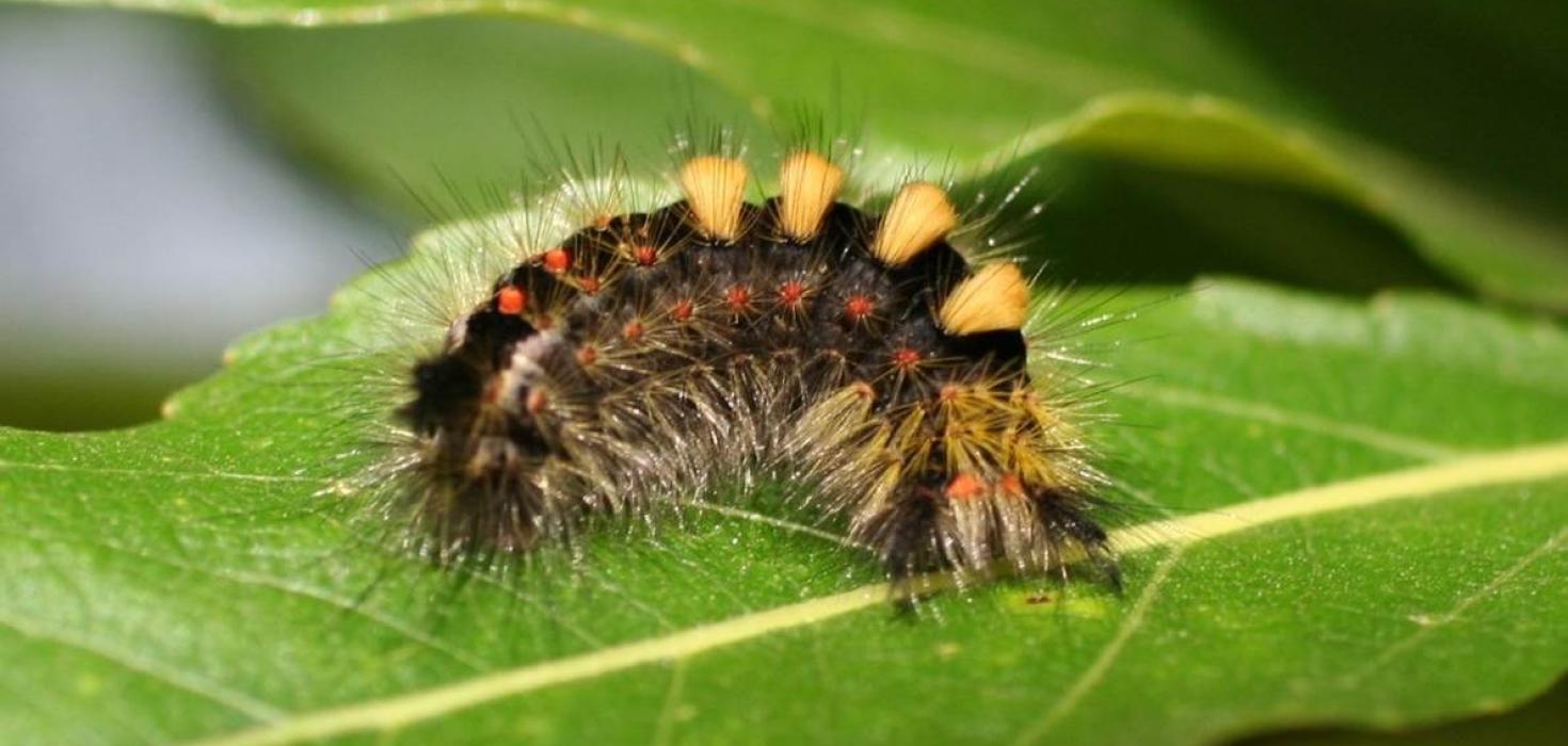 Skógburstalirfa Skógburstalirfa (Orgyia antiqua)