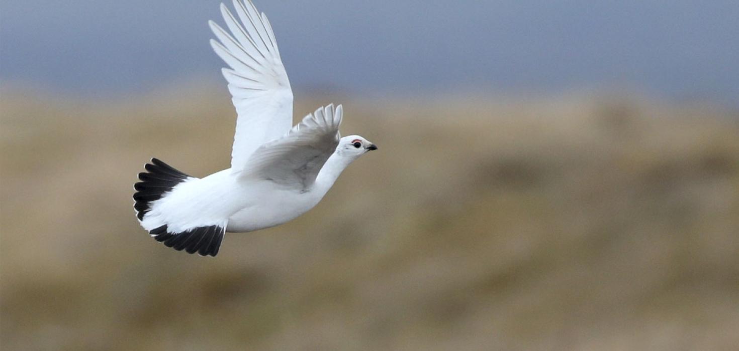 Rjúpa, fullorðinn kvenfugl við Vogastapa Rjúpa, fullorðinn kvenfugl við Vogastapa, 23. apríl 2020.