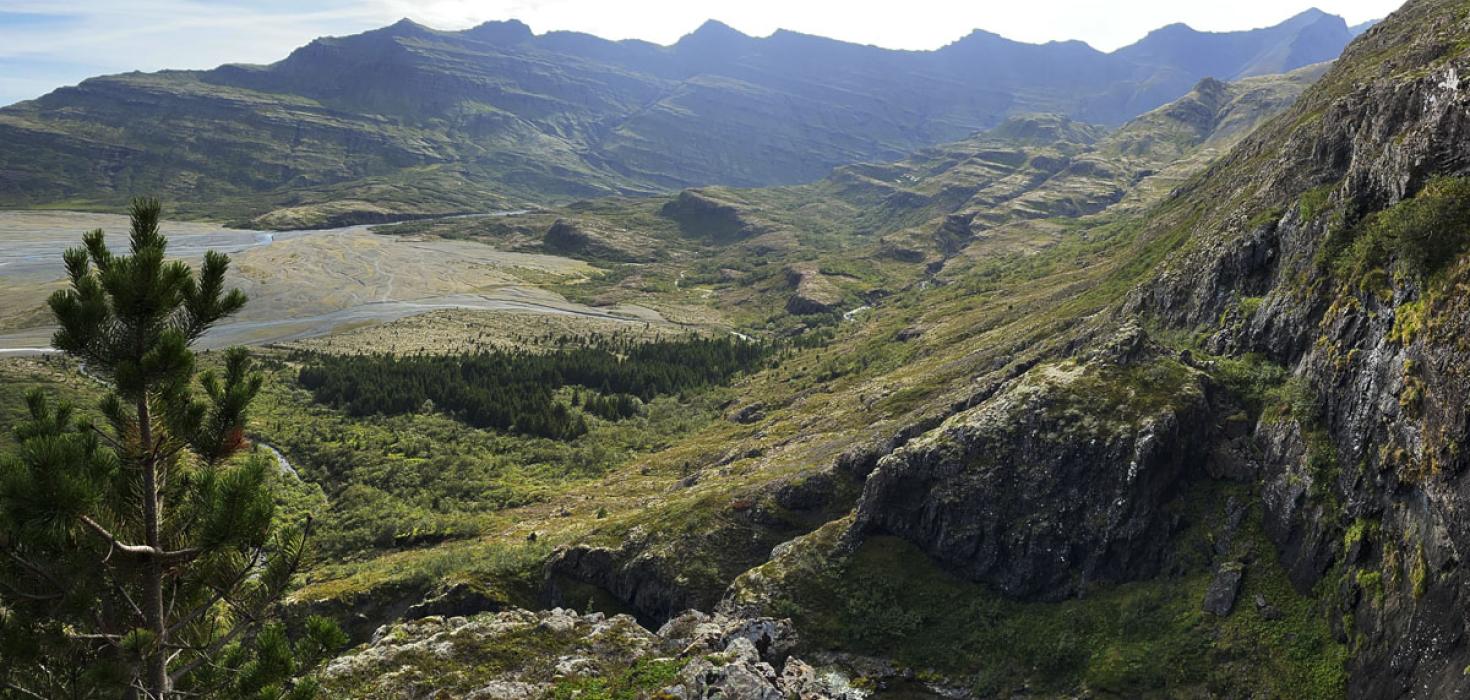 Stafafura í Steinadal, Suðursveit