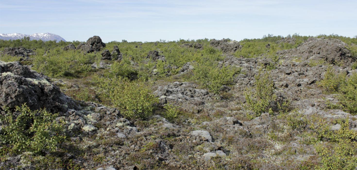Kjarrskógavist í Aðaldalshrauni í Suður-Þingeyjarsýslu