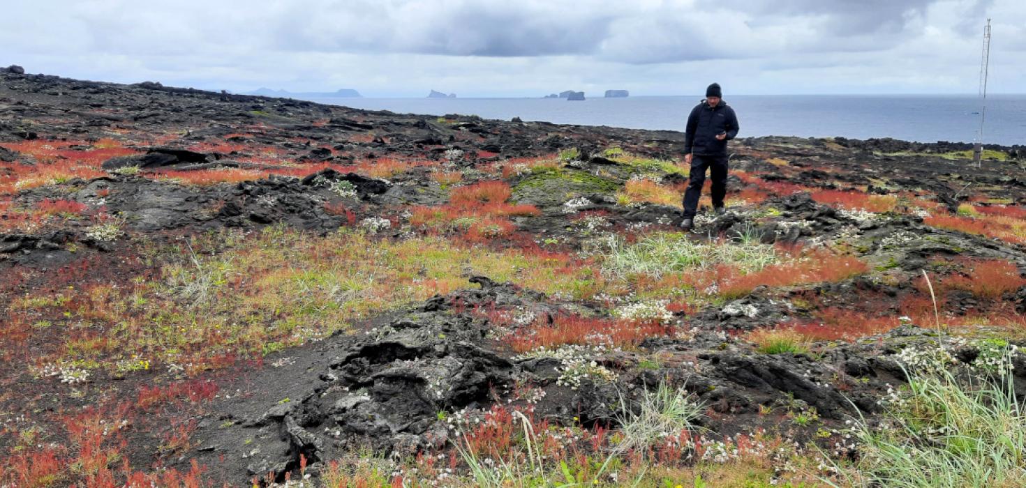 Gróður í jaðri máfavarps í Surtsey í júlí 2021