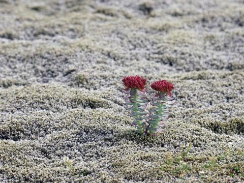 Burnirót (Rhodiola rosea) í gamburmosabreiðu