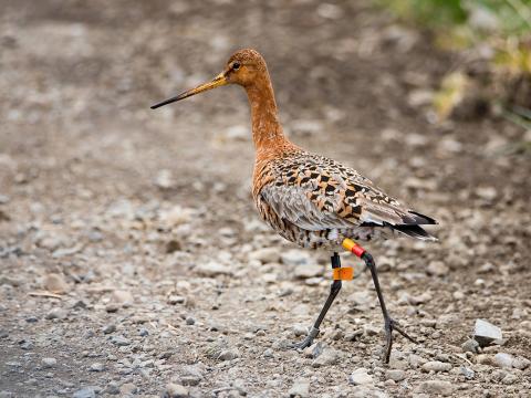 Merktur jaðrakan (Limosa limosa) ©Erling Ólafsson