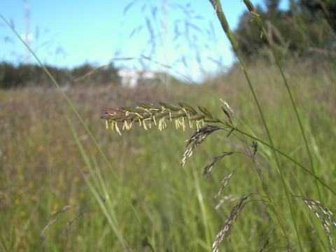 Húsapuntur, Elytrigia repens