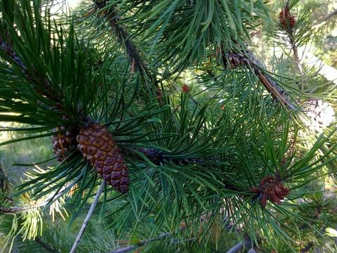 Stafafura á Laugalandi í Hörgárdal