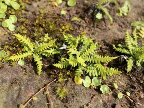Tunguskollakambur, Struthiopteris fallax, við Deildartunguhver. 