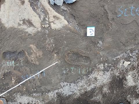 Fótspor sem varðveist hafa í gjósku í Austurbunka á Surtsey