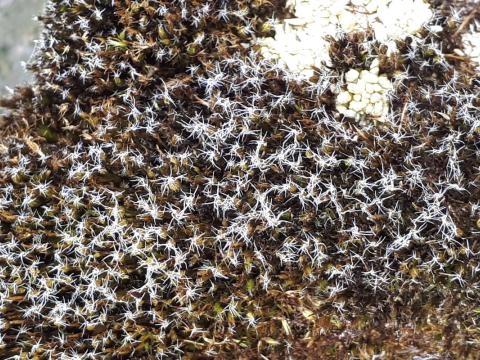 Hæruburst, Campylopus introflexus.