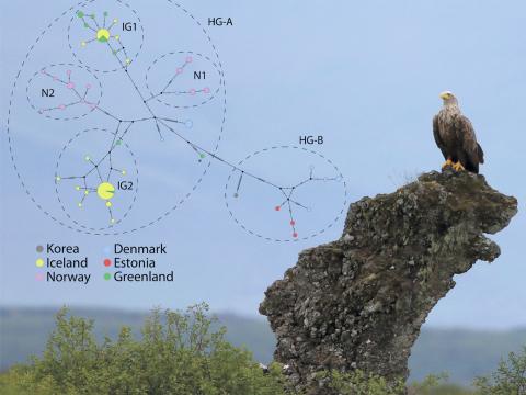Haförn og niðurstöður úr greiningu á hvatberaerfðamengjum bkv