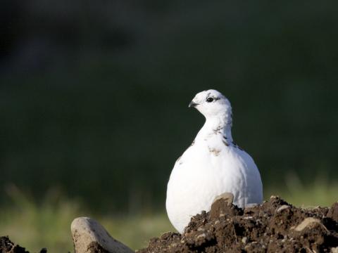 Rjúpa (Laguopus muta).