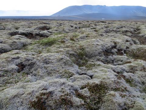 Mosavaxið svæði við eldstöðvarnar við Litla-Hrút sem enn hafa ekki orðið eldinum að bráð, 14. júlí 2023.