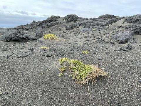 Vindrof hefur berað rótarkerfi fjöruarfa í Surtsey 2024