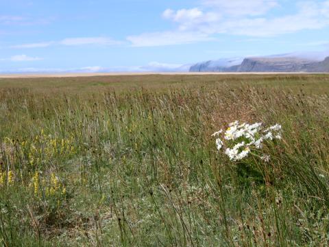 Frá Rauðasandi