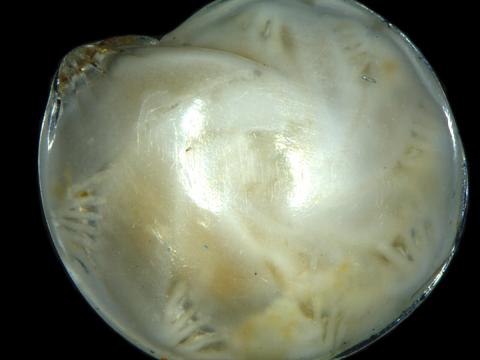 Götungategund (Foraminifera) af ættkvíslinni Lenticulina. Tegundarheitið er L. gibba