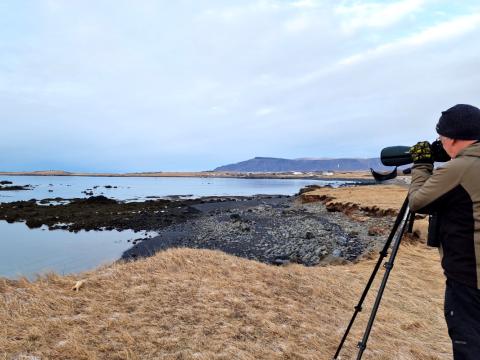 Ingvar Atli Sigurðsson telur fugla á Kjalarnesi að vetrarlagi.