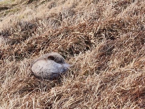 Sofandi refur af mórauðu afbrigði, mjög gráleitur á litinn. Læðan hans, sem er dekkri og brúnni, lá skammt frá.