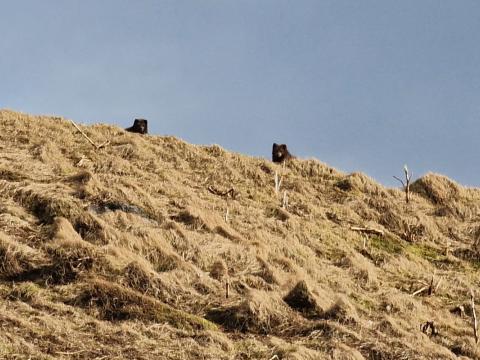 Mórauða refaparið í Harðviðrisgjá. Myndin er tekin með miklum aðdrætti en sýnir dýrin sem sátu saman á brúninni.