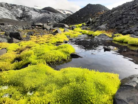 Dýjamosi og Kverkjökull