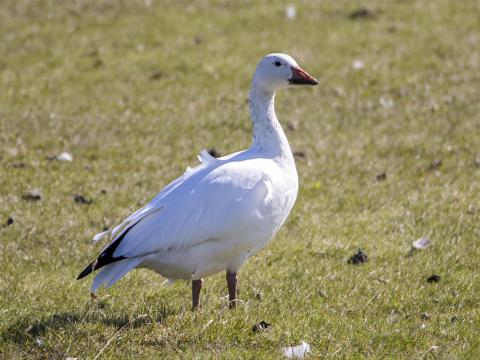 Snjógæs við Kasthúsatjörn á Álftanesi