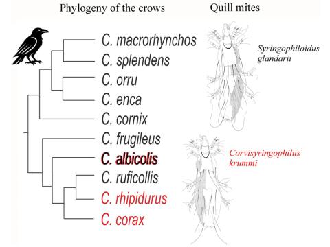 Ættfræðitré tegunda af ættkvíslinni Corvus og útbreiðsla tveggja tegunda fjaðurstafamítla.