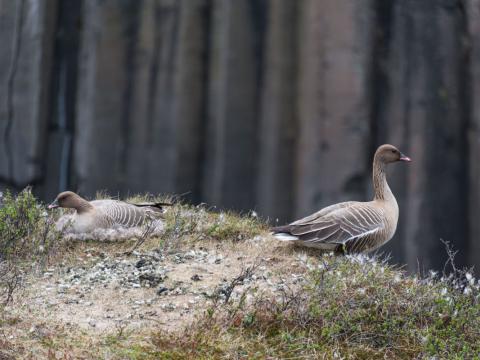 Heiðagæs á hreiðri og gassi í Stuðlagili